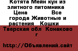 Котята Мейн-кун из элитного питомника › Цена ­ 20 000 - Все города Животные и растения » Кошки   . Тверская обл.,Конаково г.